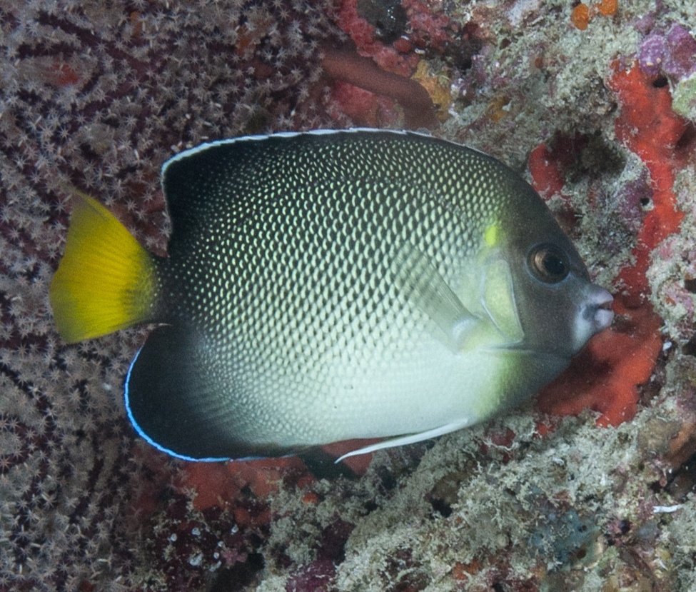 Poisson ange des Indes - Apolemichthys xanthurus - <a href='    https://www.inaturalist.org/photos/66927008 '>Mark Rosenstein</a>, <a href='   https://creativecommons.org/licenses/by-nc/4.0/ '>CC BY-NC 4.0</a>, via iNaturalist - BioObs