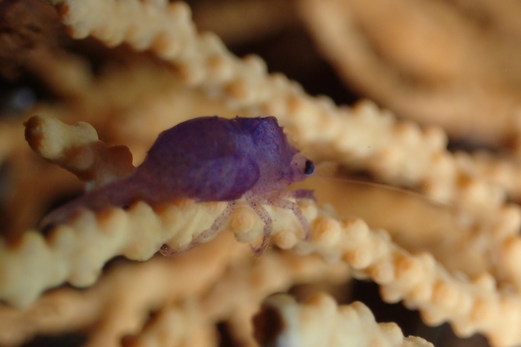 Crevette dodue des gorgones - Balssia noeli - <a href=' https://www.inaturalist.org/photos/462550252 '>poulpette</a>, <a href=' https://creativecommons.org/licenses/by-nc/4.0/ '>CC BY-NC 4.0</a>, via iNaturalist - BioObs