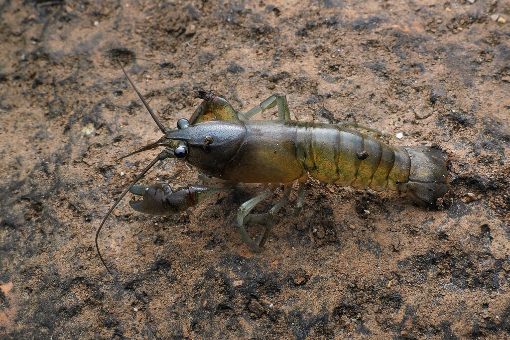 Ecrevisse de Murray - Cherax destructor - <a href=' https://www.inaturalist.org/photos/467540662 '>Ged Tranter</a>, <a href=' https://creativecommons.org/licenses/by/4.0/ '>CC BY 4.0</a>, via iNaturalist - BioObs