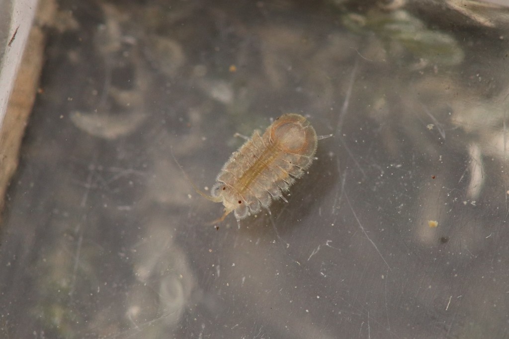 Jaera istri - Jaera istri - <a href=' https://www.inaturalist.org/photos/73932802 '>John</a>, <a href=' https://creativecommons.org/licenses/by-nc/4.0/  '>CC BY-NC 4.0</a>, via iNaturalist - BioObs