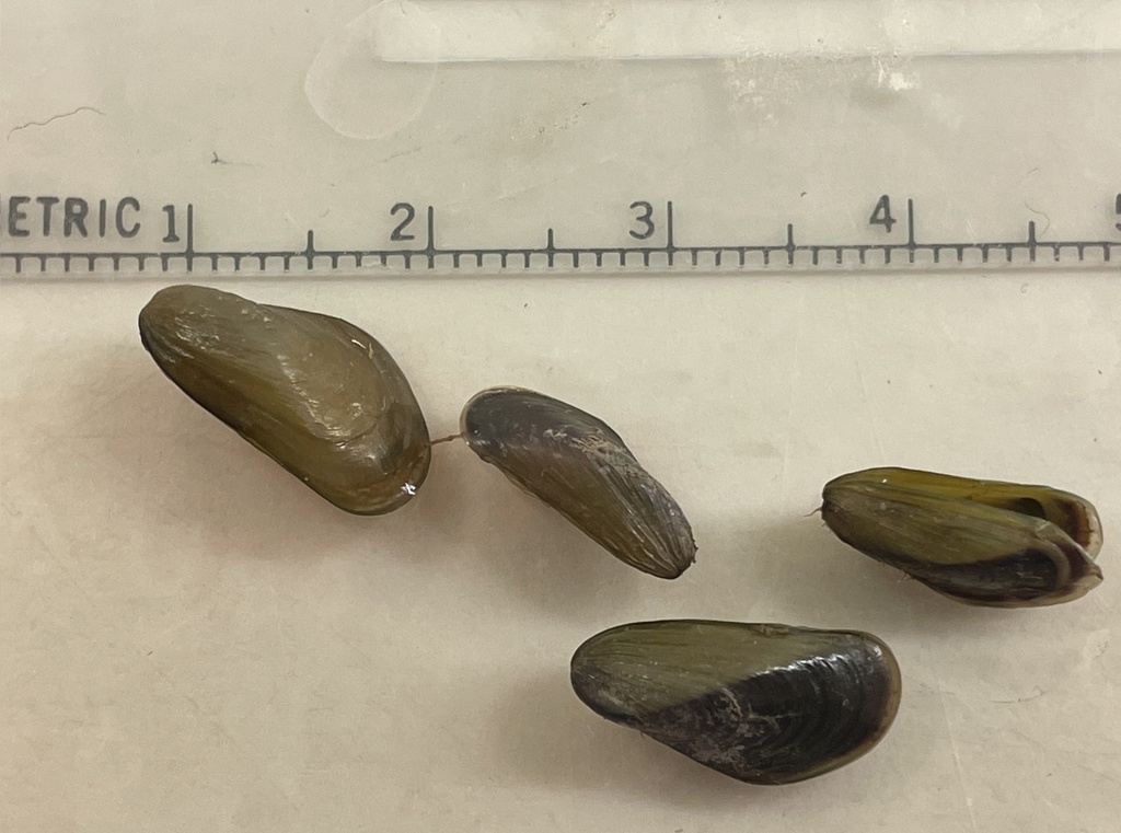 Moule pygmée - Limnoperna fortunei - <a href=' https://www.inaturalist.org/photos/446616770 '>pcarp</a>, <a href=' https://creativecommons.org/licenses/by-nc/4.0/ '>CC BY-NC 4.0</a>, via iNaturalist - BioObs