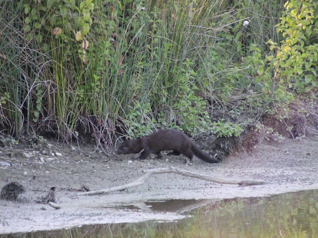 Vison d'Amérique - Mustela vison - <a href=' https://www.inaturalist.org/photos/144412503 '>sullie</a>, <a href=' https://creativecommons.org/licenses/by-nc/4.0/ '>CC BY-NC 4.0</a>, via iNaturalist - BioObs