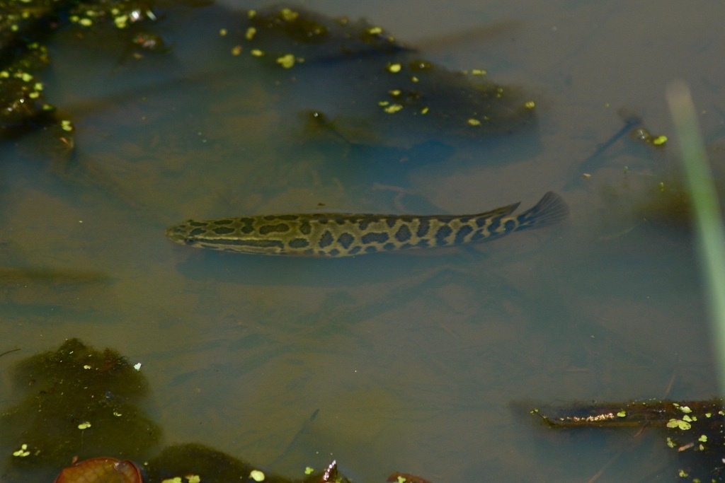 Poisson à tête de serpent du Nord - Channa argus - <a href=' https://www.inaturalist.org/photos/494448231 '>bennygesserit</a>, <a href=' https://creativecommons.org/licenses/by-nc/4.0/ '>CC BY-NC 4.0</a>, via iNaturalist - BioObs