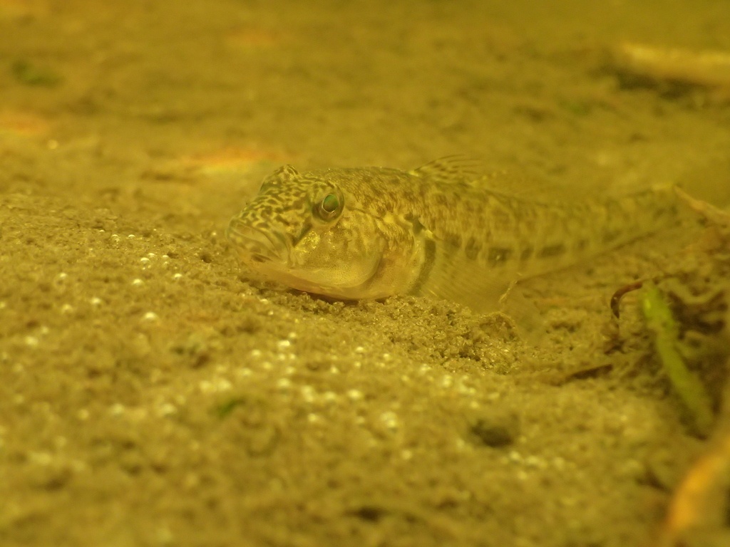 Gobie fluviatile - Neogobius fluviatilis - <a href=' https://bioobs.fr/blog/fiche-espece/6008 '>Piotr Bednarek</a>, <a href=' https://creativecommons.org/licenses/by-nc/4.0/ '>CC BY-NC 4.0</a>, via iNaturalist - BioObs