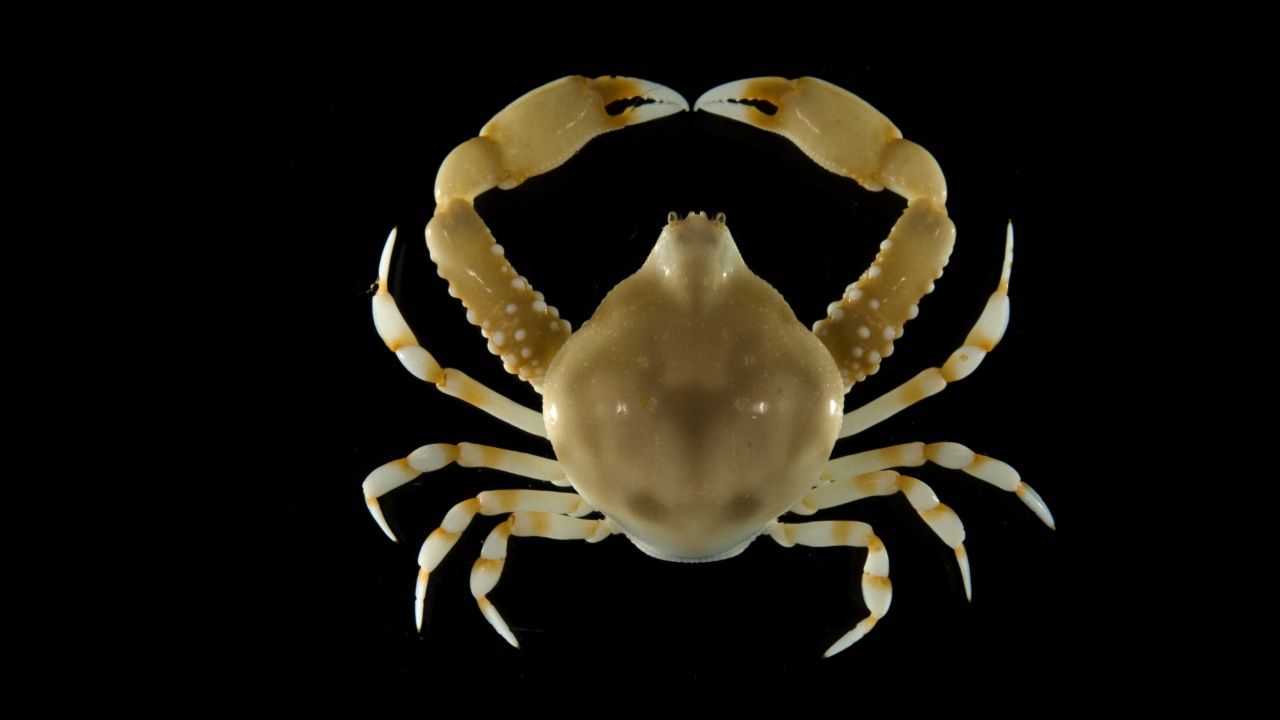 Coleusia signata - Coleusia signata - <a href=' https://www.gbif.org/occurrence/1944630443 '>Florida Museum of Natural History Invertebrate Zoology</a>, <a href='  https://creativecommons.org/licenses/by-nc/4.0/ '>CC BY-NC 4.0</a>, via GBIF - BioObs