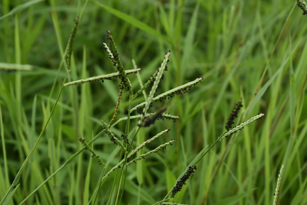 Paspale à deux épis - Paspalum distichum - <a href=' https://www.inaturalist.org/photos/379631513 '>Maël Taupin</a>, <a href='  https://creativecommons.org/licenses/by-nc/4.0/ '>CC BY-NC 4.0</a>, via iNaturalist - BioObs