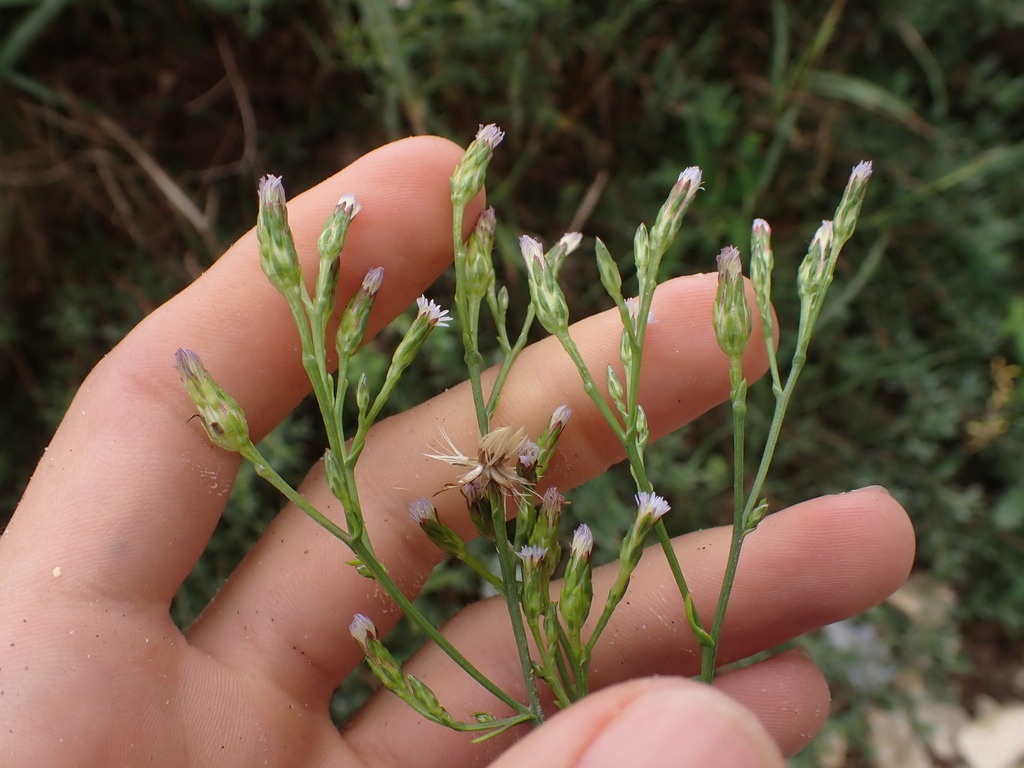 Aster squamateux - Symphyotrichum squamatum - <a href=' https://www.inaturalist.org/photos/446106086 '>Franck Cabot</a>, <a href=' https://creativecommons.org/licenses/by/4.0/ '>CC BY 4.0</a>, via iNaturalist - BioObs