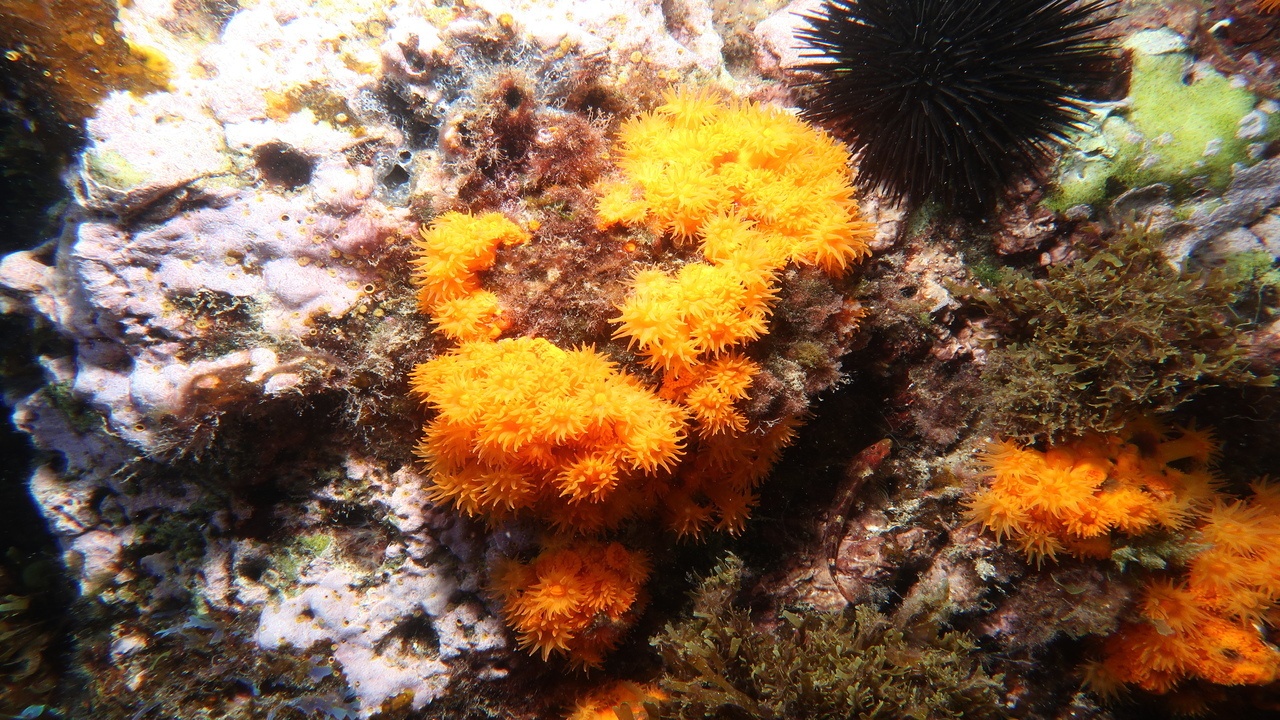 Madrépore orange - Astroides calycularis - <a href=' https://www.inaturalist.org/photos/390371485 '>ealcaniz</a>, <a href='  https://creativecommons.org/licenses/by-nc-sa/4.0/ '>CC BY-NC-SA 4.0</a>, via iNaturalist - BioObs