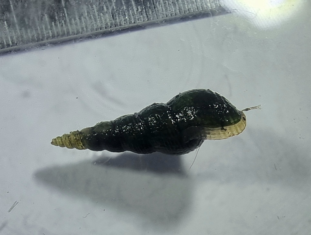 Escargot Malais - Melanoides tuberculata - <a href=' https://www.inaturalist.org/photos/341801832 '>Tom JAMONNEAU</a>, <a href=' https://creativecommons.org/licenses/by-nc/4.0/ '>CC BY-NC 4.0</a>, via iNaturalist - BioObs