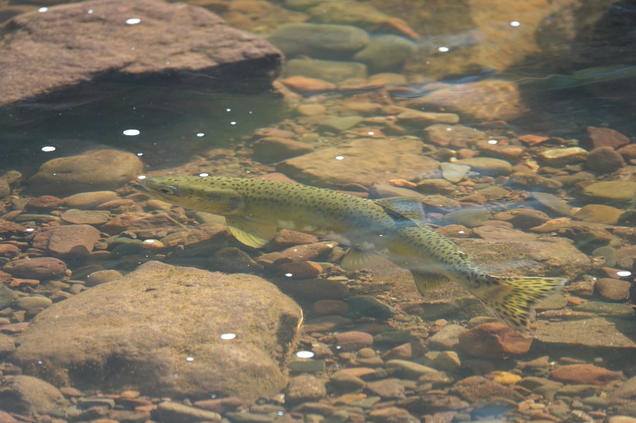 Saumon rose - Oncorhynchus gorbuscha - <a href=' https://www.inaturalist.org/photos/454885050 '>bdabird</a>, <a href=' https://creativecommons.org/licenses/by-nc/4.0/ '>CC BY-NC 4.0</a>, via iNaturalist - BioObs