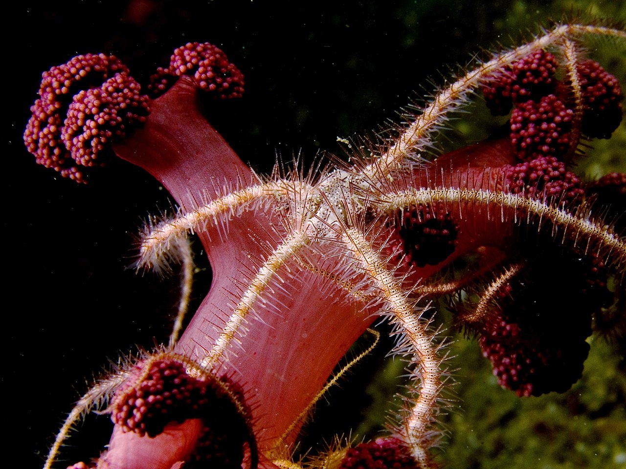 Ophiothrix foveolata - Ophiothrix foveolata - <a href='https://commons.wikimedia.org/wiki/File:Ophiothrix_foveolata_(Brittle_star).jpg' title='via Wikimedia Commons'>Nhobgood Nick Hobgood</a> / <a href='https://creativecommons.org/licenses/by-sa/3.0'>CC BY-SA</a> - BioObs