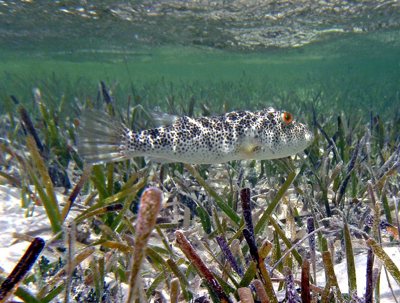 Tétrodon réticulé - Sphoeroides testudineus - <a href='https://commons.wikimedia.org/wiki/File:Sphoeroides_testudineus_(checkered_pufferfish)_(San_Salvador_Island,_Bahamas)_(15548625654).jpg' title='via Wikimedia Commons'>James St. John</a> / <a href='https://creativecommons.org/licenses/by/2.0'>CC BY</a> - BioObs