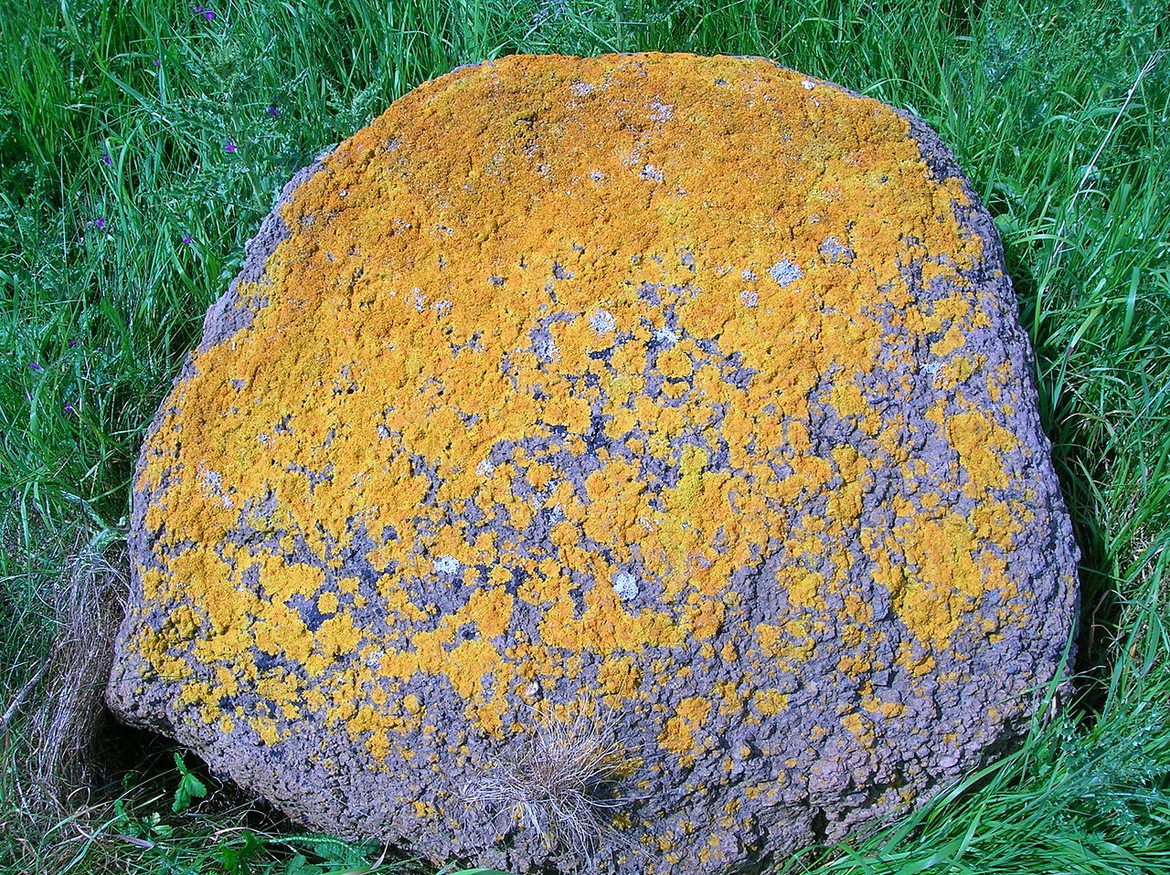 Lichen encroûtant orange - Caloplaca marina - <a href='https://commons.wikimedia.org/wiki/File:Caloplaca_marina.JPG' title='via Wikimedia Commons'>Rosser1954 Roger Griffith</a> / Public domain - BioObs