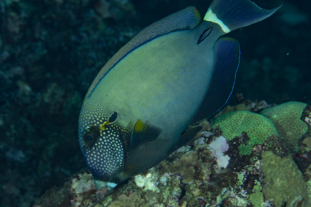 Poisson chirurgien à face tachetée - Acanthurus maculiceps - <a href=' https://www.inaturalist.org/photos/38233918 '>Mark Rosenstein</a>, <a https://creativecommons.org/licenses/by-nc-sa/4.0/ '>CC BY-NC-SA 4.0</a>, via iNaturalist - BioObs
