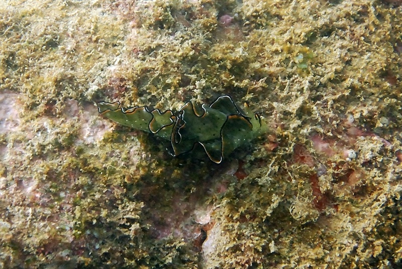 Elysie du Pacifique - Elysia Grandifolia/Marginata - <a href=' https://www.inaturalist.org/photos/253657730 '>Marek Koszorek</a>, <a href=' https://creativecommons.org/licenses/by-nc/4.0/ '>CC BY-NC 4.0</a>, via iNaturalist - BioObs