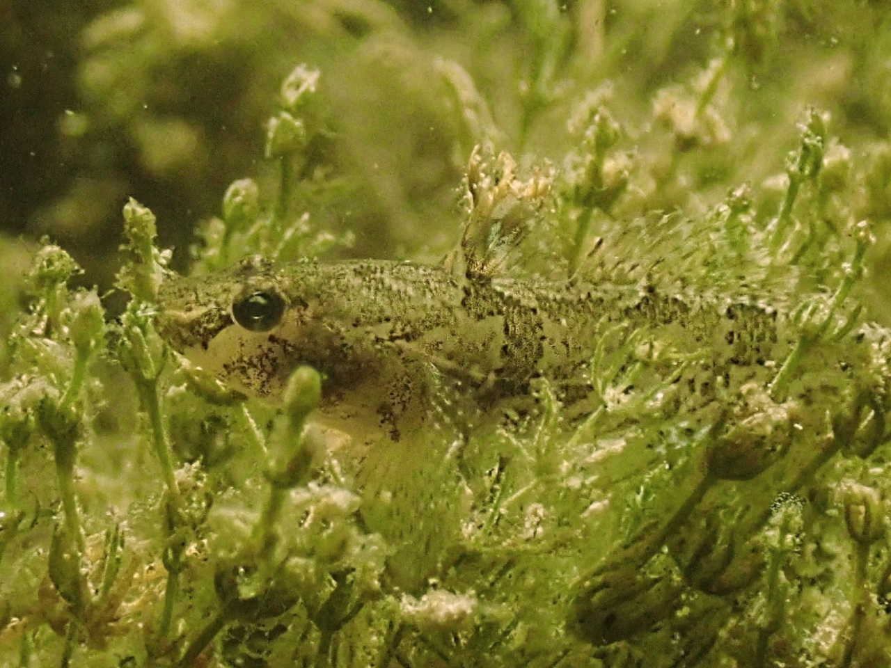 Gobie demi-lune - Proterorhinus semilunaris - <a href=' https://www.inaturalist.org/photos/230537304 '>Eric C. Maxwell</a>, <a href='  https://creativecommons.org/licenses/by-nc/4.0/ '>CC BY-NC 4.0</a>, via iNaturalist - BioObs