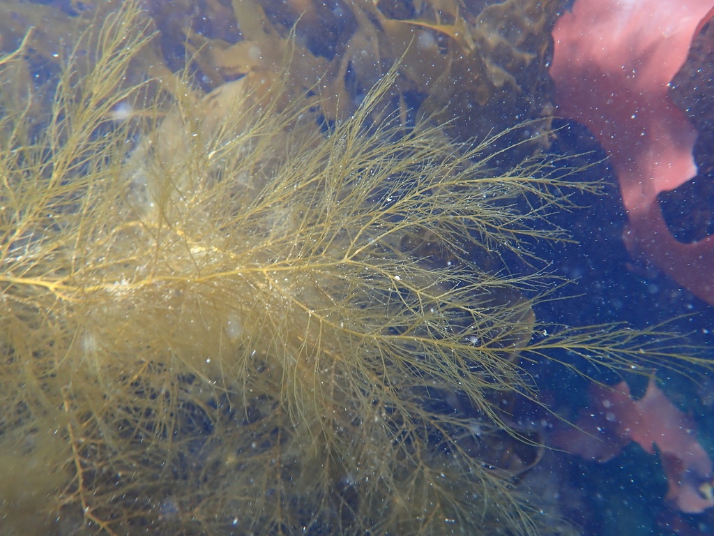 Oseille de mer - Desmarestia viridis - <a href=' https://www.inaturalist.org/photos/485359760 '>Sean Vanderluit</a>, <a href='  https://creativecommons.org/licenses/by-nc-nd/4.0/ '>CC BY-NC_ND 4.0</a>, via iNaturalist - BioObs