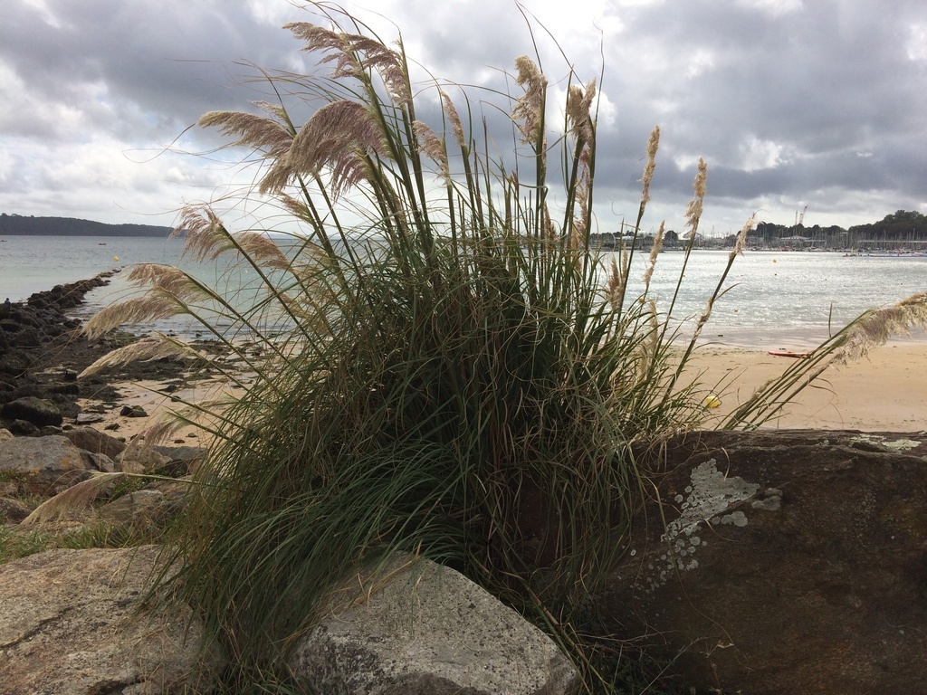 Herbe à pampa - Cortaderia selloana - <a href=' https://www.inaturalist.org/photos/92167289 '>loops76</a>, <a href='  https://creativecommons.org/licenses/by-nc/4.0/ '>CC BY-NC 4.0</a>, via iNaturalist - BioObs