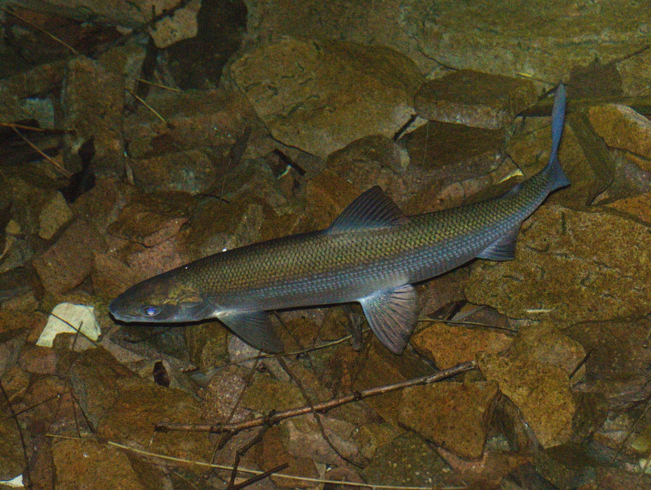 Corégone - Coregonus lavaretus - <a href=' https://www.inaturalist.org/photos/247667413 '>Andrea Peterlongo</a>, <a href=' https://creativecommons.org/licenses/by-nc/4.0/ '>CC BY-NC 4.0</a>, via iNaturalist - BioObs