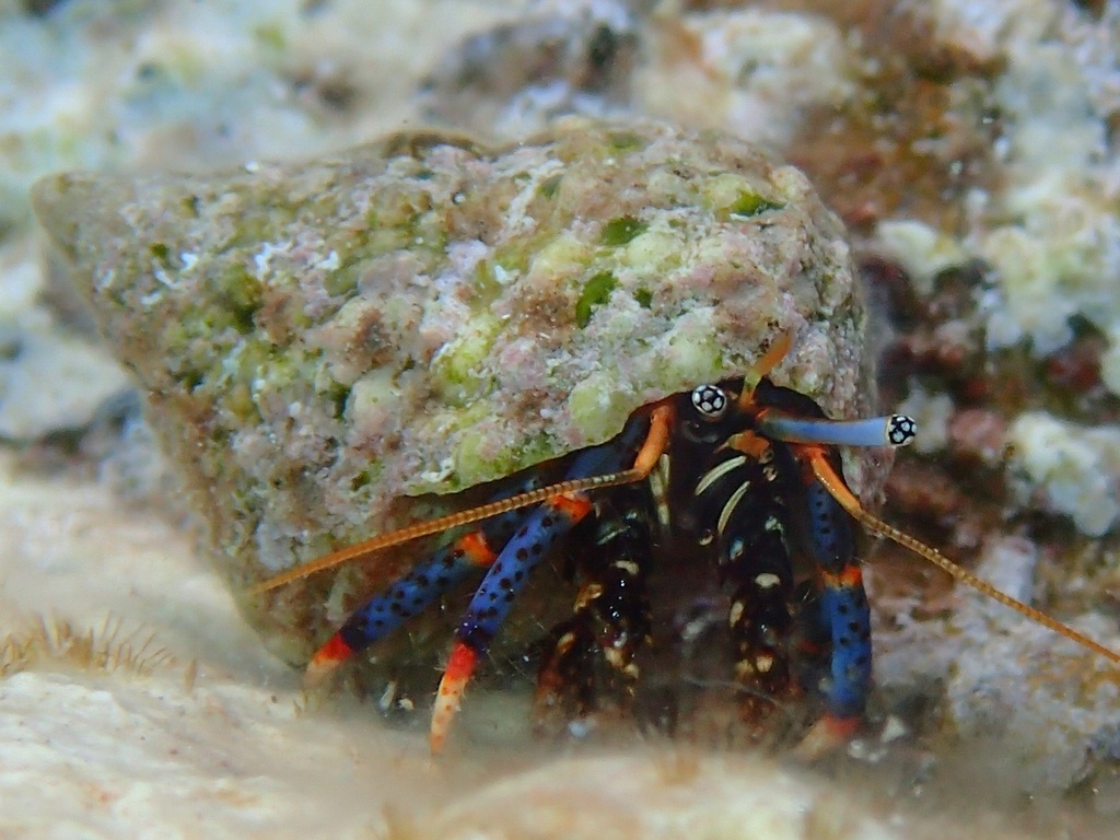 Bernard l'ermite à pattes bleues - Clibanarius tricolor - <a href=' https://www.inaturalist.org/photos/196398910 '>Dan Schofield</a>, <a href=' https://creativecommons.org/licenses/by/4.0/ '>CC BY 4.0</a>, via iNaturalist - BioObs
