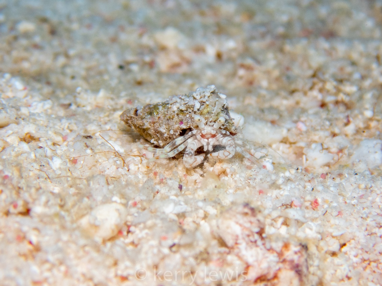 Bernard l'ermite sauteur réticulé - Iridopagurus reticulatus - <a href=' https://www.inaturalist.org/photos/257774537 '>Kerry Lewis</a>, <a href=' https://creativecommons.org/licenses/by-nc/4.0/ '>CC BY-NC 4.0</a>, via iNaturalist - BioObs