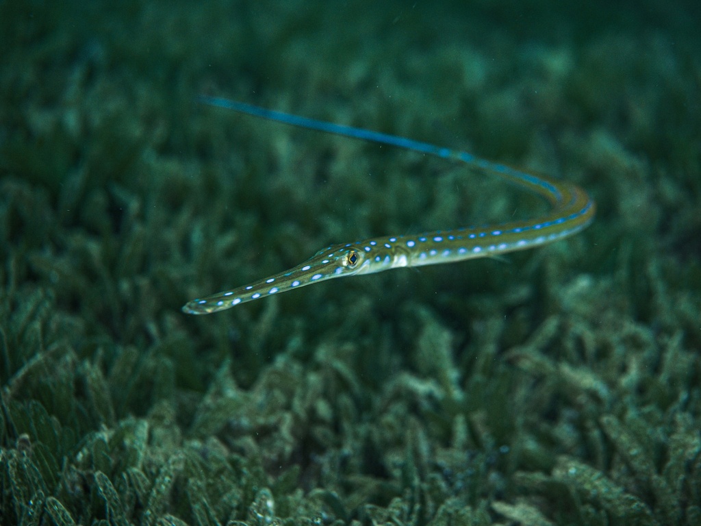 Poisson-flûte bleu - Fistularia tabacaria - <a href=' https://www.inaturalist.org/photos/565516630 '>Mélodie Caussat</a>, <a href='  https://creativecommons.org/licenses/by-nc/4.0/ '>CC BY-NC 4.0</a>, via iNaturalist - BioObs