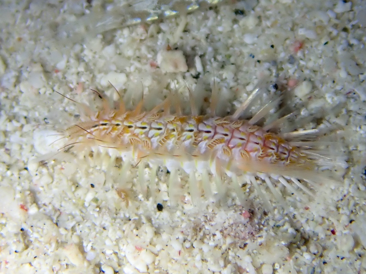 Ver de feu à écailles - Chloeia viridis - <a href=' https://www.inaturalist.org/photos/232899658 '>Dan Schofield</a>, <a href=' https://creativecommons.org/licenses/by/4.0/ '>CC BY 4.0</a>, via iNaturalist - BioObs