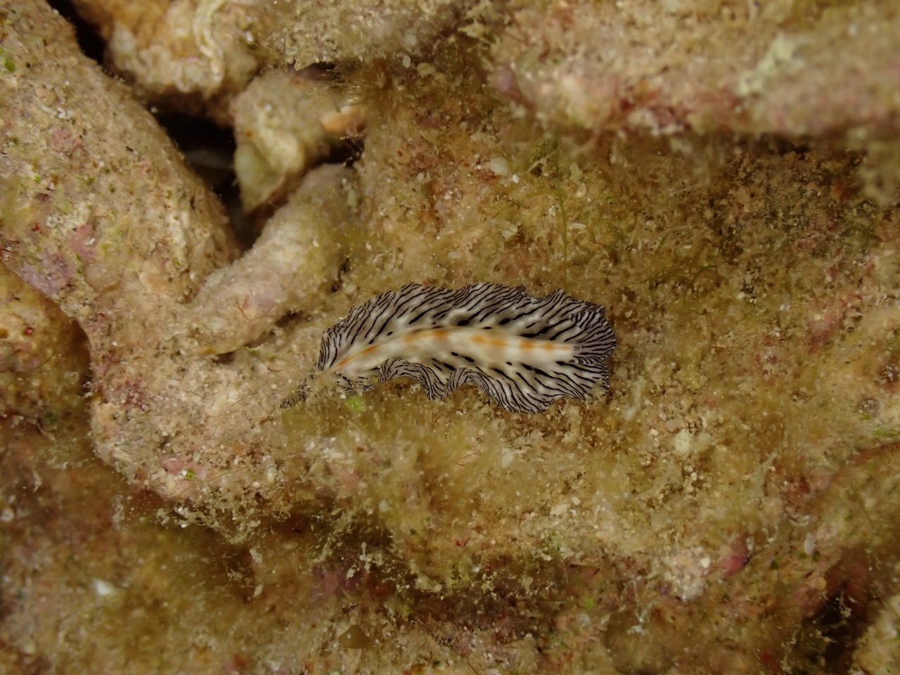 Ver plat tigré nécrosé - Maritigrella eschara - <a href=' https://www.inaturalist.org/photos/329996195 '>vincent_dondon</a>, <a href=' https://creativecommons.org/licenses/by-nc/4.0/ '>CC BY-NC 4.0</a>, via iNaturalist - BioObs