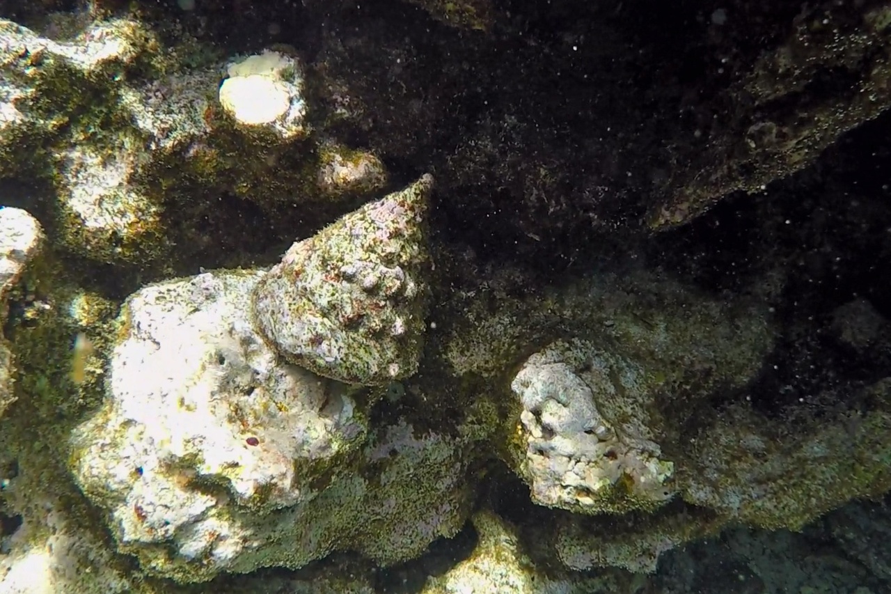 Troque denté - Tectus dentatus - <a href=' https://www.inaturalist.org/photos/189777286 '>Tom Heijnen</a>, <a href=' https://creativecommons.org/licenses/by-nc/4.0/ '>CC BY-NC 4.0</a>, via iNaturalist - BioObs