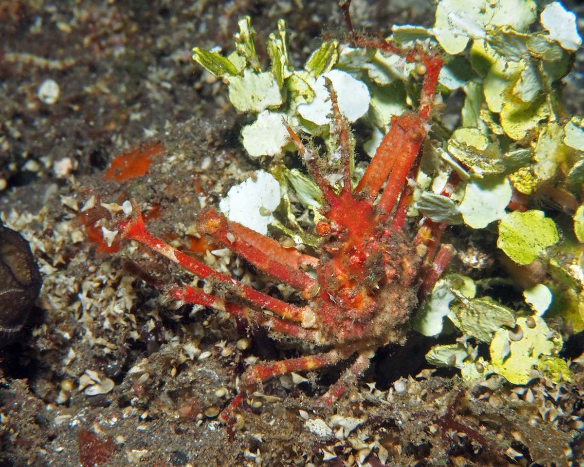 Hyastenus uncifer - Hyastenus uncifer - <a href=' https://www.inaturalist.org/photos/267610724 '>uwkwaj</a>, <a href=' https://creativecommons.org/licenses/by-nc/4.0/ '>CC BY-NC 4.0</a>, via iNaturalist - BioObs