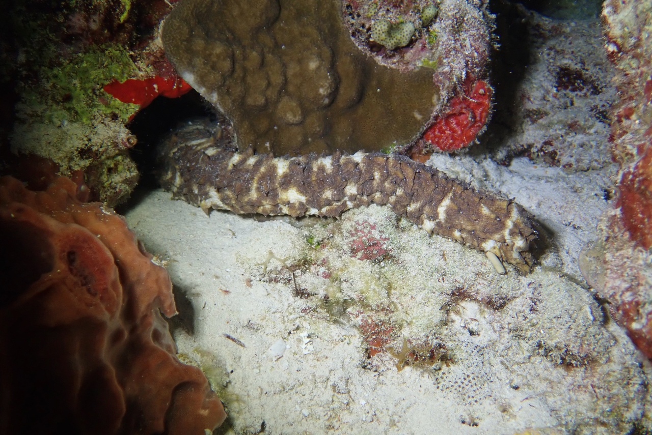 Holothurie queue de tigre - Holothuria (Thymiosycia) thomasi - <a href=' https://www.inaturalist.org/photos/343056432 '>Tom Turner</a>, <a href=' https://creativecommons.org/licenses/by-nc/4.0/ '>CC BY-NC 4.0</a>, via iNaturalist - BioObs