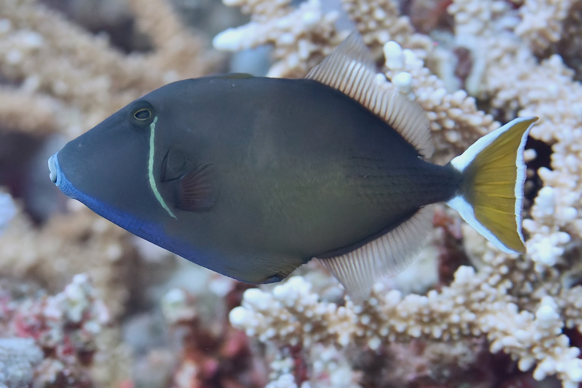 Baliste à gorge bleue - Sufflamen albicaudatum - <a href=' https://www.inaturalist.org/photos/258025588 '>Nico K. Michiels</a>, <a href='  https://creativecommons.org/licenses/by-nc/4.0/ '>CC BY-NC 4.0</a>, via iNaturalist - BioObs
