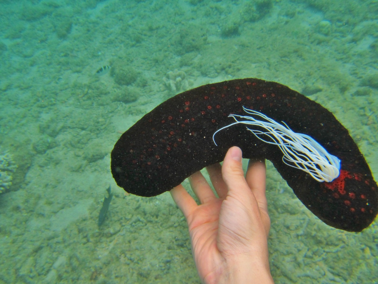 Holothurie à ocelles rouges - Bohadschia atra - <a href=' https://www.inaturalist.org/photos/5418631 '>Frédéric Ducarme</a>, <a href='  https://creativecommons.org/licenses/by-nc-nd/4.0/ '>CC BY-NC-ND 4.0</a>, via iNaturalist - BioObs