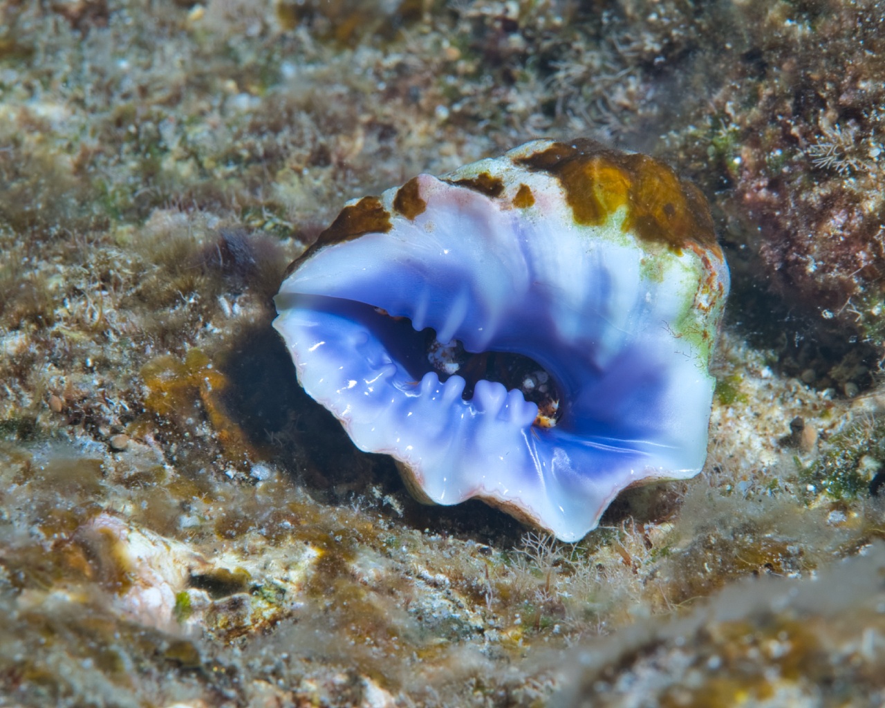 Drupa morum - Drupa morum - <a href=' https://www.inaturalist.org/photos/260497956 '>David R</a>, <a href=' https://creativecommons.org/licenses/by-nc/4.0/ '>CC BY-NC 4.0</a>, via iNaturalist - BioObs