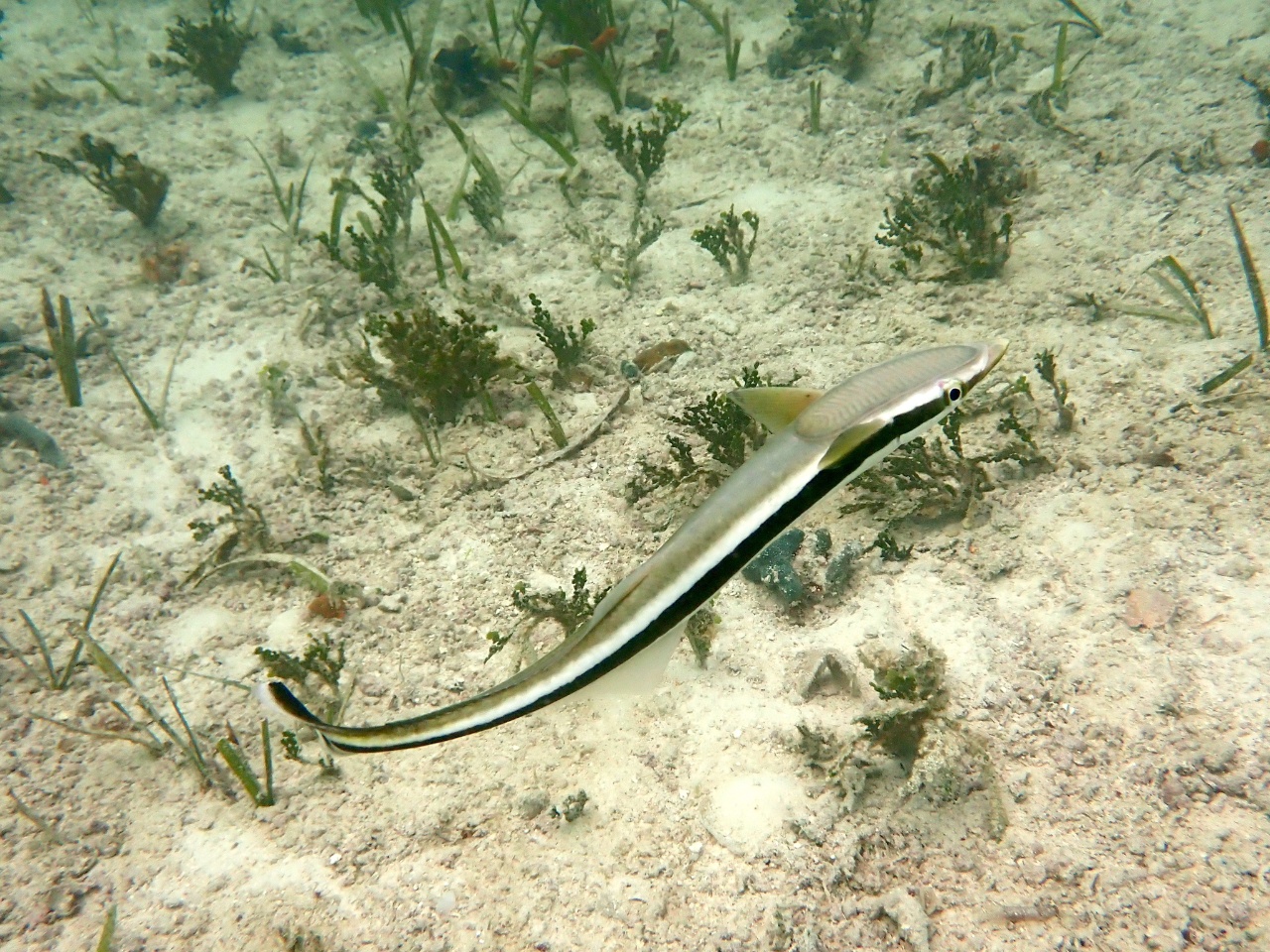 Rémora queue blanche - Echeneis neucratoides - <a href='  https://www.inaturalist.org/photos/242900708 '>Em Lim</a>, <a href=' https://creativecommons.org/licenses/by-nc/4.0/ '>CC BY-NC 4.0</a>, via iNaturalist - BioObs