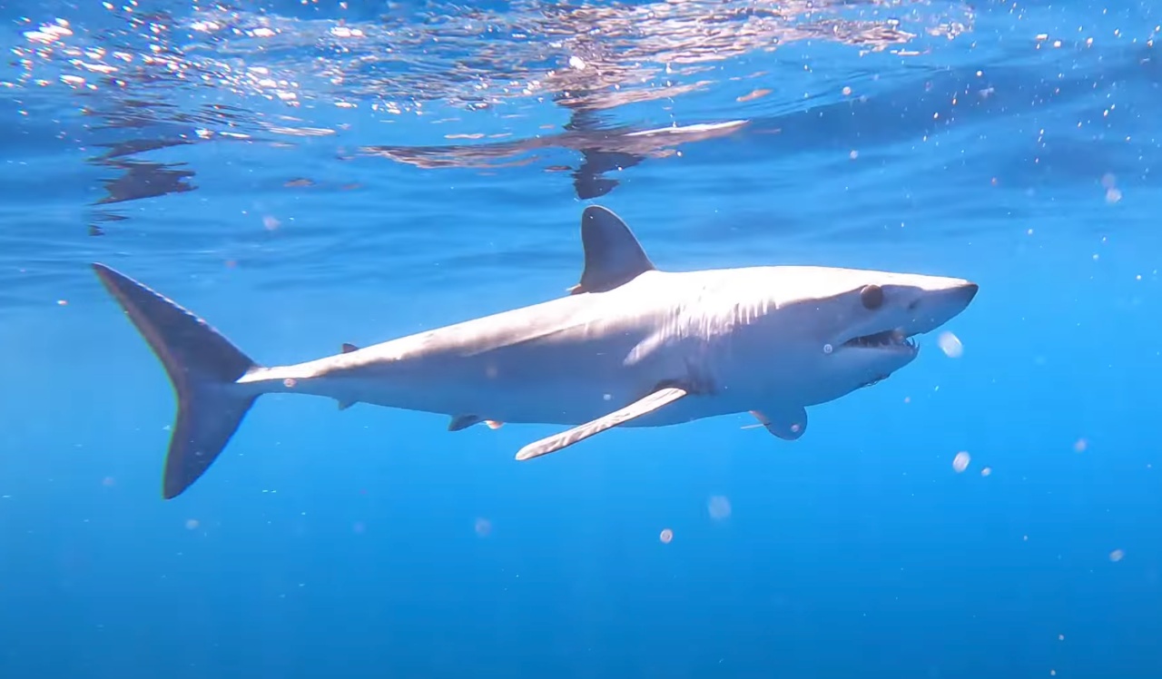 Requin Mako - Isurus oxyrinchus - <a href=' https://www.inaturalist.org/photos/204167159 '>Barna Takats</a>, <a href=' https://creativecommons.org/licenses/by-nc/4.0/ '>CC BY-NC 4.0</a>, via iNaturalist - BioObs