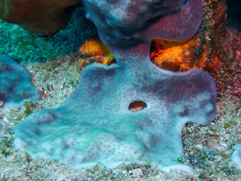 Ascidie blanche encroûtante - Trididemnum solidum - <a href=' https://www.inaturalist.org/photos/250928961 '>Dan Schofield</a>, <a href=' https://creativecommons.org/licenses/by/4.0/ '>CC BY 4.0</a>, via iNaturalist - BioObs