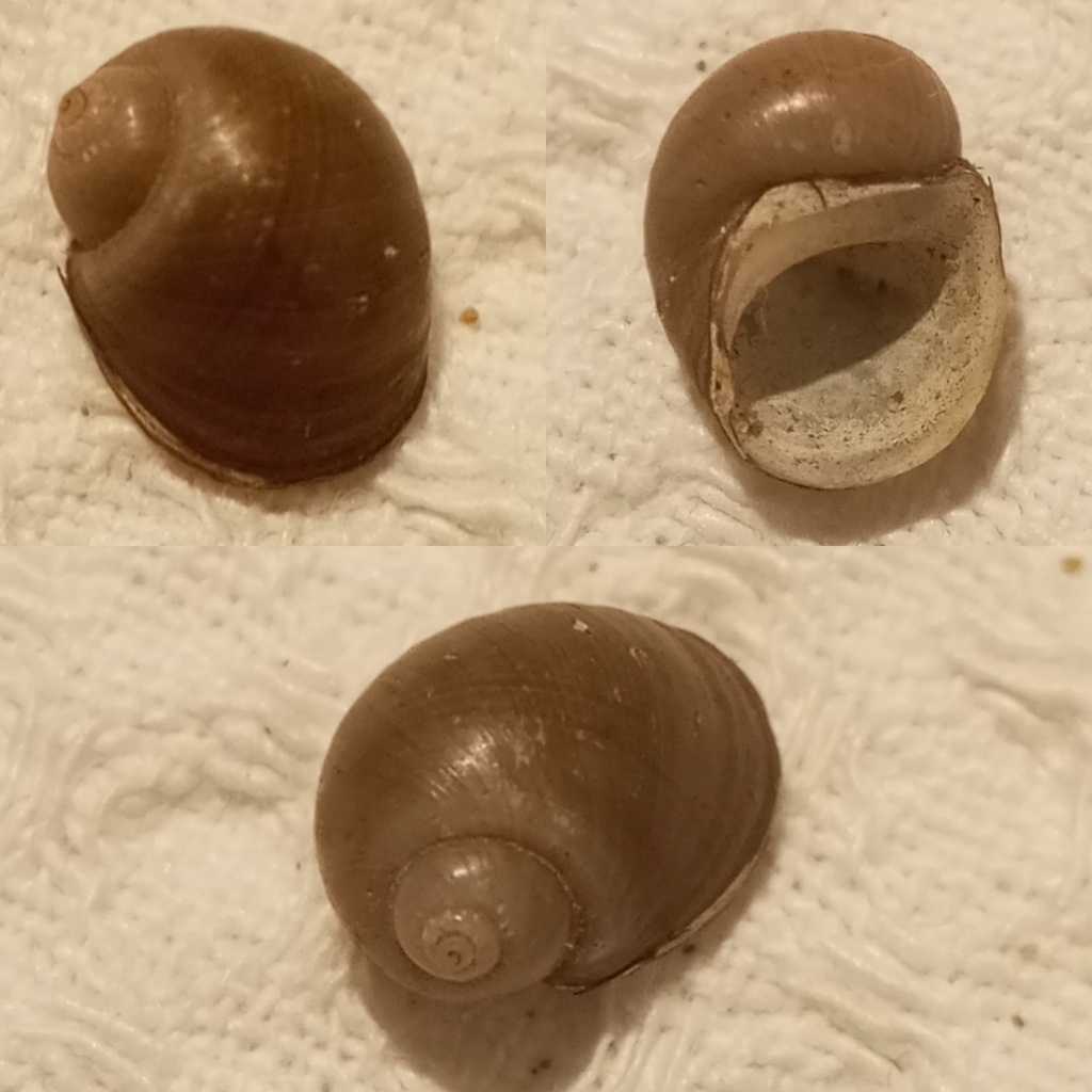 Hydrobie du Danube - Lithoglyphus naticoides - <a href=' https://www.inaturalist.org/photos/340149708 '>SunnyKoopaSnail</a>, <a href=' https://creativecommons.org/licenses/by-nc/4.0/ '>CC BY-NC 4.0</a>, via iNaturalist - BioObs