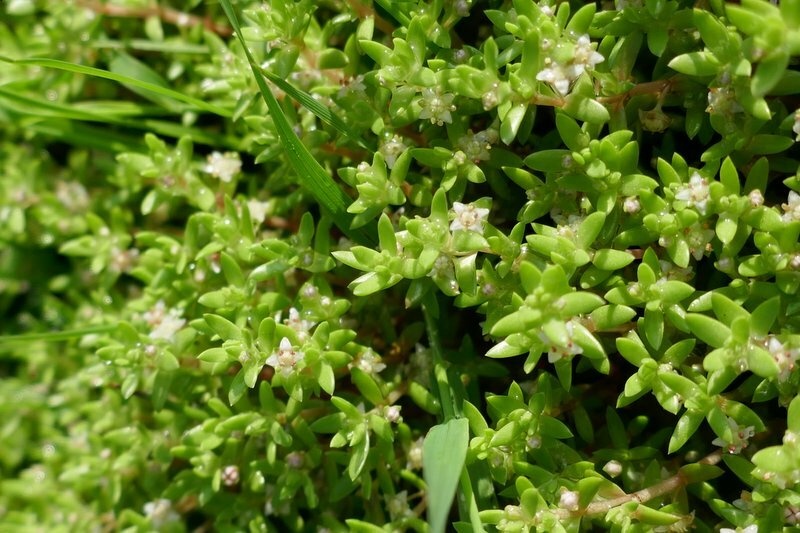 Orpin des marais - Crassula helmsii - <a href=' https://www.inaturalist.org/observations/174880055 '>Patrick Le Mao</a>, <a href=' https://creativecommons.org/licenses/by-nc/4.0/ '>CC BY-NC 4.0</a>, via iNaturalist - BioObs