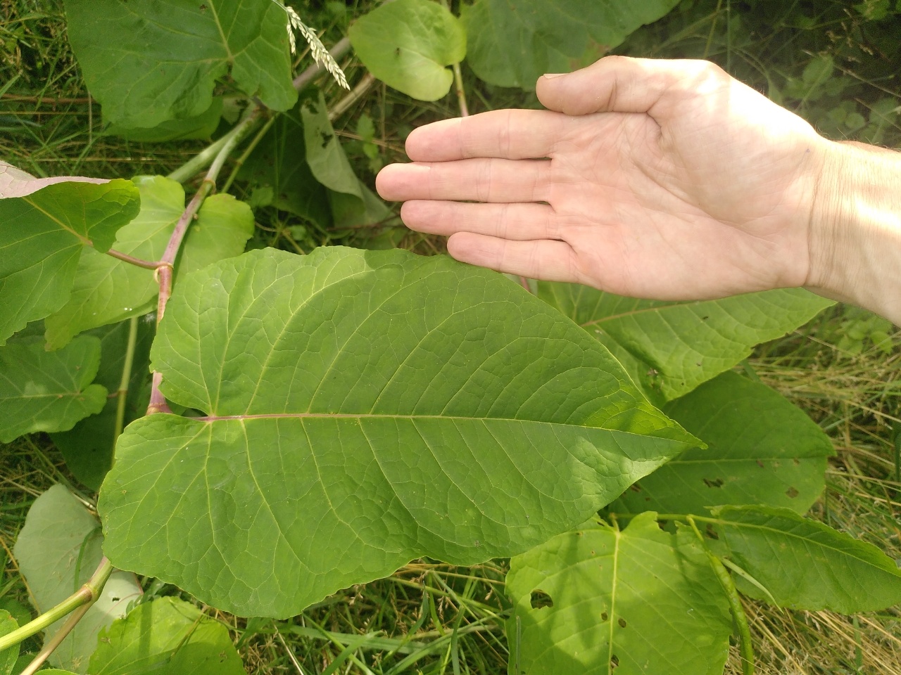 Renouée de Sakhaline - Reynoutria sachalinensis - <a href=' https://www.inaturalist.org/photos/206355463 '>Jeremy Barker</a>, <a href=' https://creativecommons.org/licenses/by-nc/4.0/ '>CC BY-NC 4.0</a>, via iNaturalist - BioObs