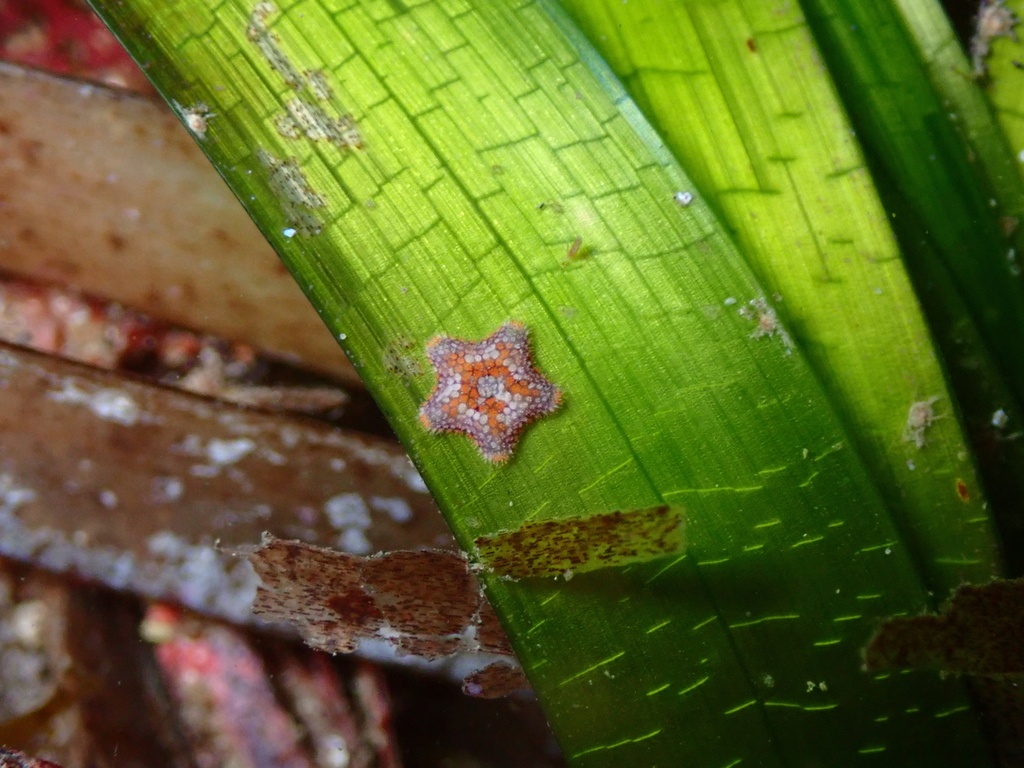Astérie naine des posidonies - Asterina pancerii - <a href=' https://www.inaturalist.org/photos/322410654 '>poulpette</a>, <a href=' https://creativecommons.org/licenses/by-nc/4.0/ '>CC BY-NC 4.0</a>, via iNaturalist - BioObs