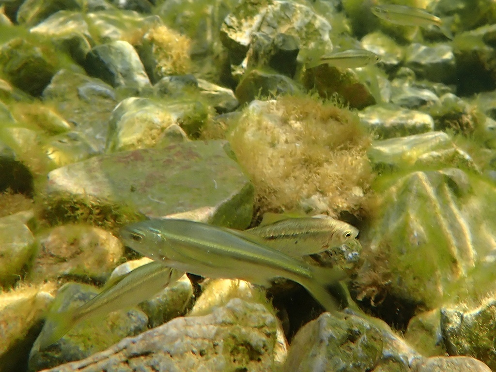 Epirine lippue - Pachychilon pictum - <a href=' https://www.inaturalist.org/photos/344522824 '>Jakob Fahr</a>, <a href=' https://creativecommons.org/licenses/by-nc/4.0/ '>CC BY-NC 4.0</a>, via iNaturalist - BioObs