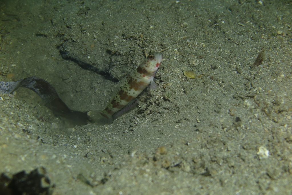 Gobie périophtalme - Amblyeleotris periophthalmus - <a href=' https://www.inaturalist.org/photos/254017012 '>Ewout Knoester</a>, <a href=' https://creativecommons.org/licenses/by-sa/4.0/ '>CC BY-SA 4.0</a>, via iNaturalist - BioObs