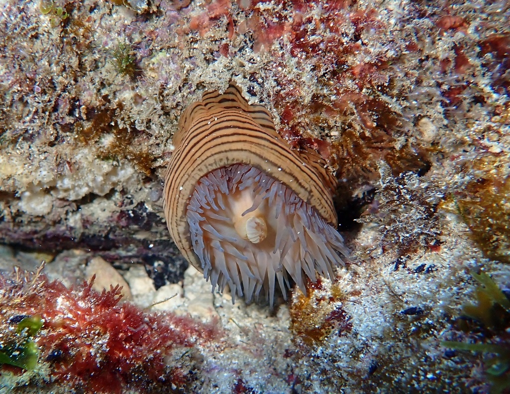 Anémone-ceinture - Actinia cari - <a href=' https://www.inaturalist.org/photos/471559000 '>Paul Leitner</a>, <a href=' https://creativecommons.org/licenses/by-nc/4.0/ '>CC BY-NC 4.0</a>, via iNaturalist - BioObs