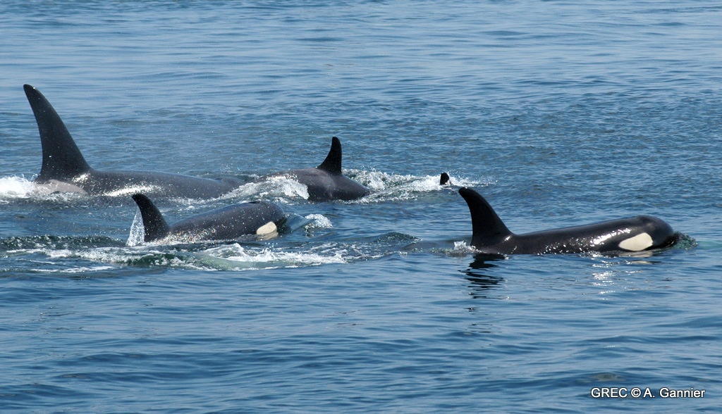 Orque - Orcinus orca - Alexandre Gannier - Groupe de Recherche sur les Cétacés - BioObs