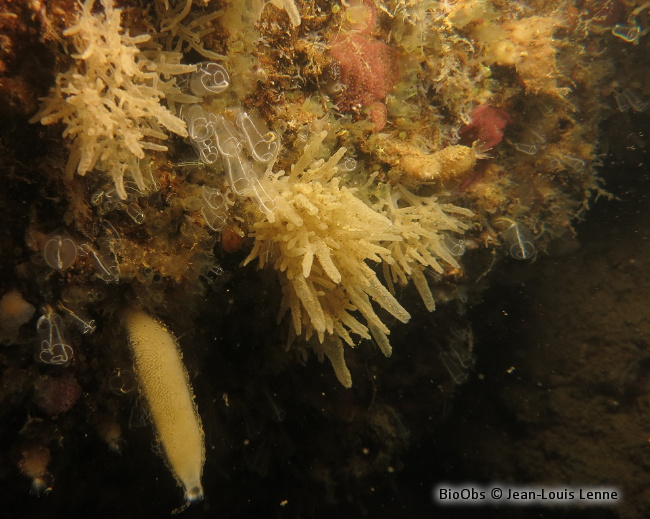 Eponge-houpette - Leucosolenia variabilis - Jean-Louis Lenne - BioObs