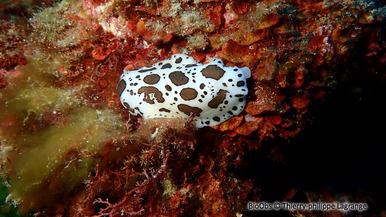 Doris dalmatien - Peltodoris atromaculata - Thierry-philippe Lagrange - BioObs
