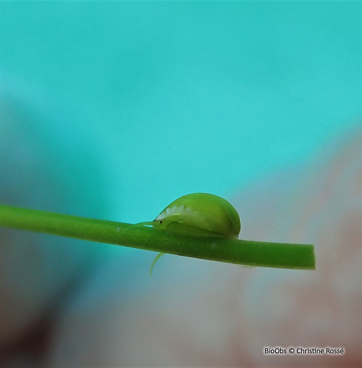 Nérite émeraude - Smaragdia viridis - Christine Rossé - BioObs