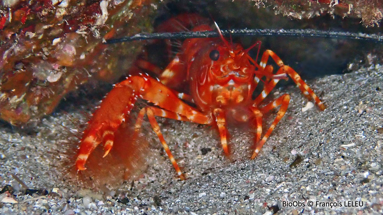 Homard des Antilles - Enoplometopus antillensis - François LELEU - BioObs