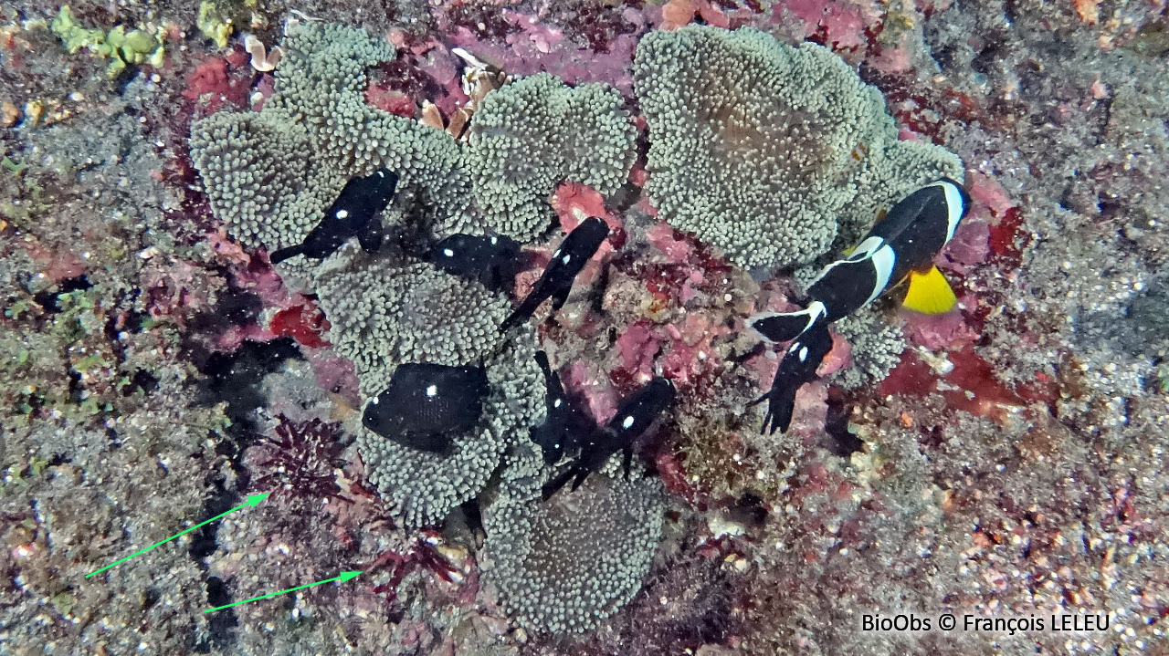 Yonagunia (genre) - Yonagunia - François LELEU - BioObs
